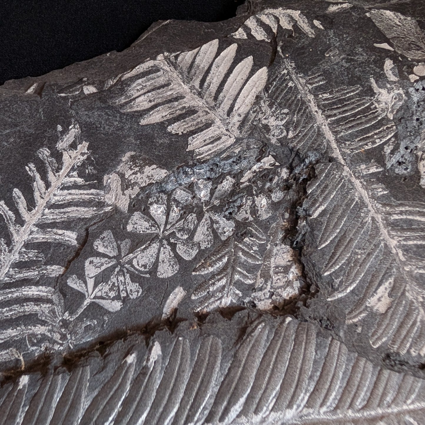 Large Fern Fossil Plate with 5+ species