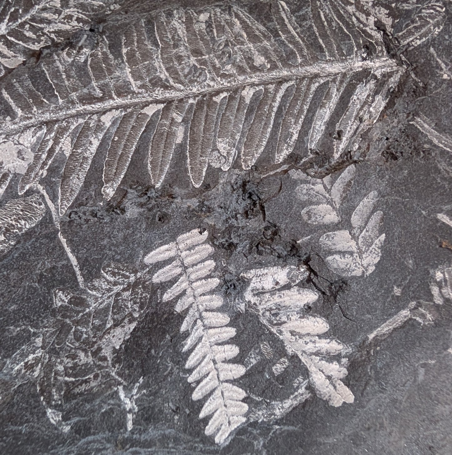 Large Fern Fossil Plate with 5+ species
