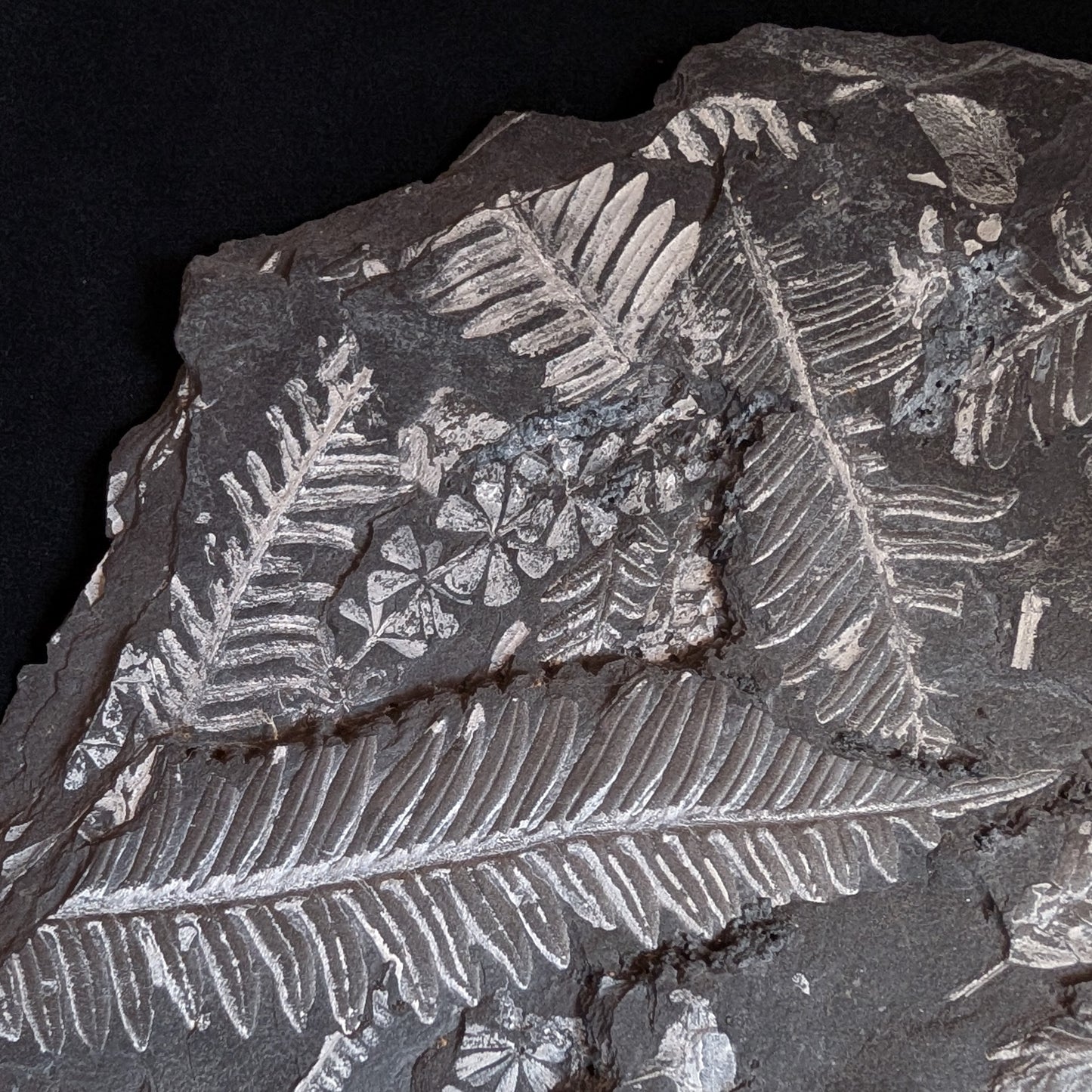 Large Fern Fossil Plate with 5+ species