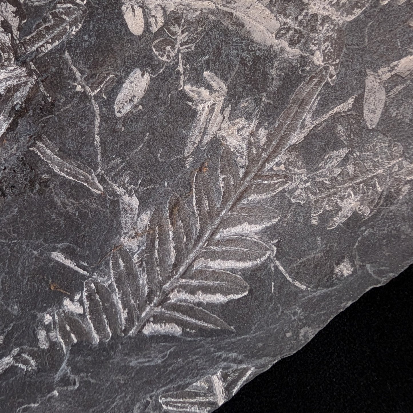 Large Fern Fossil Plate with 5+ species