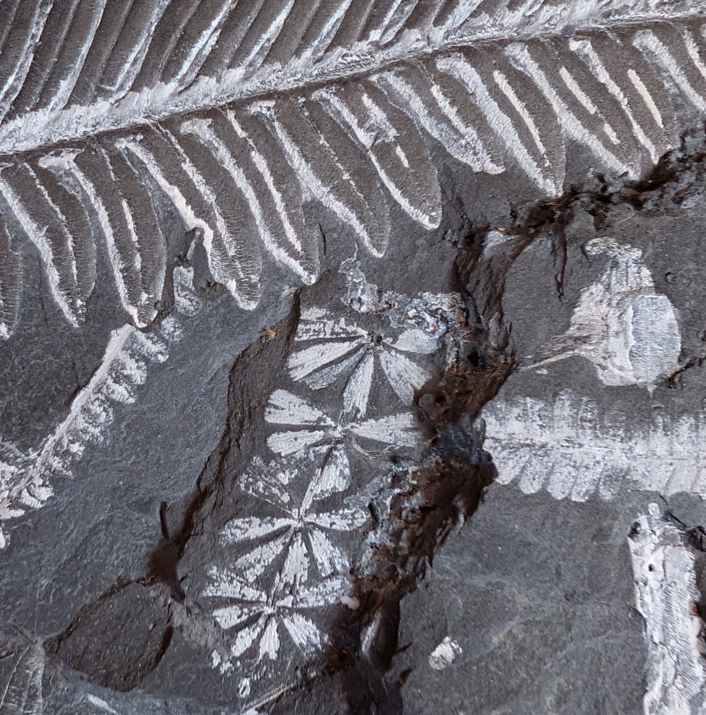 Large Fern Fossil Plate with 5+ species