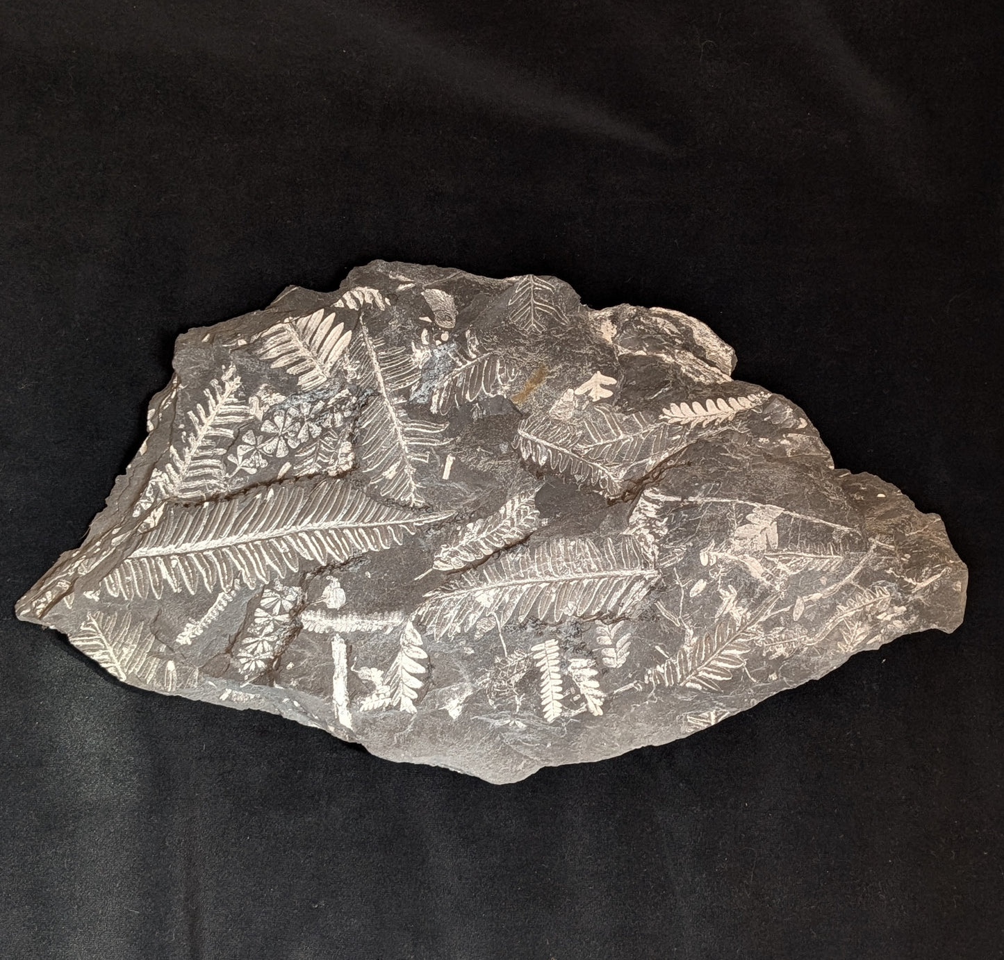 Large Fern Fossil Plate with 5+ species