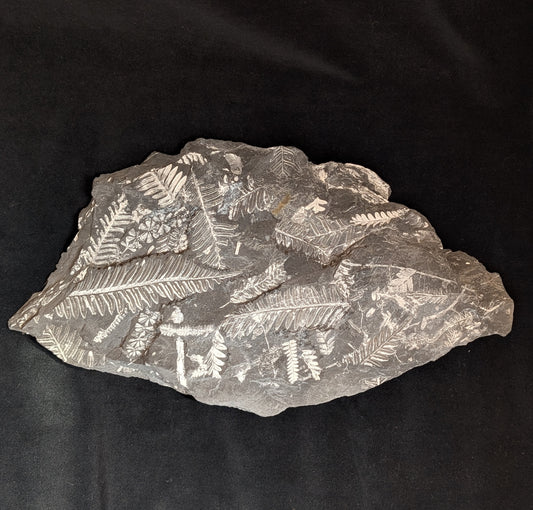 Large Fern Fossil Plate with 5+ species
