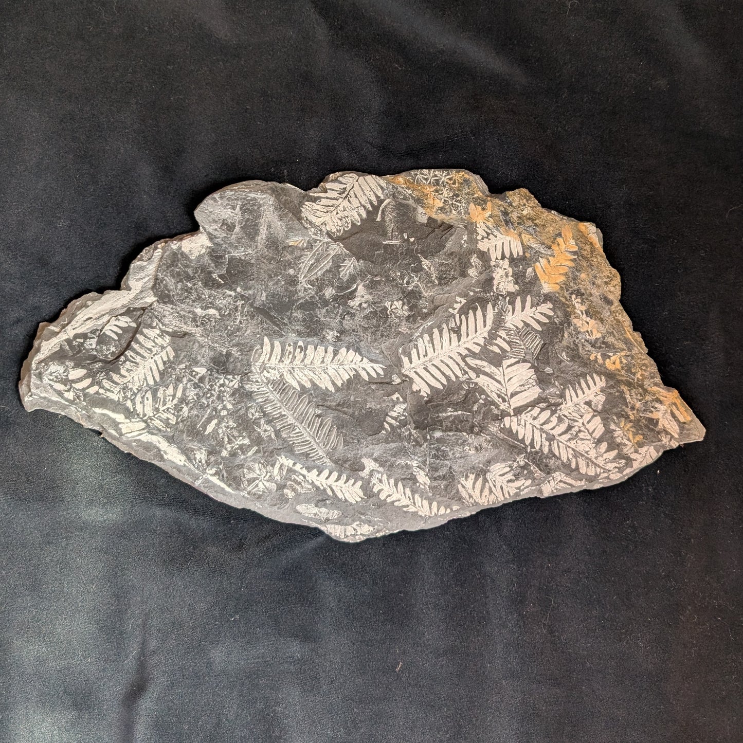 Large Fern Fossil Plate with 5+ species