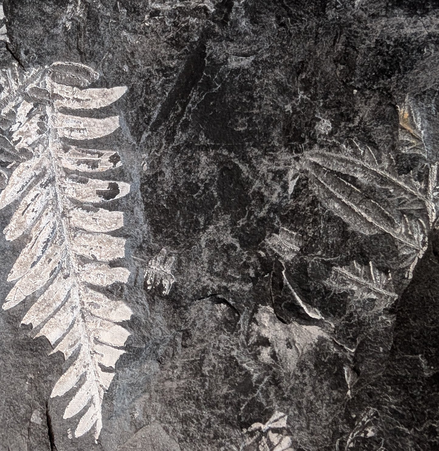 Large Fern Fossil Plate with 5+ species