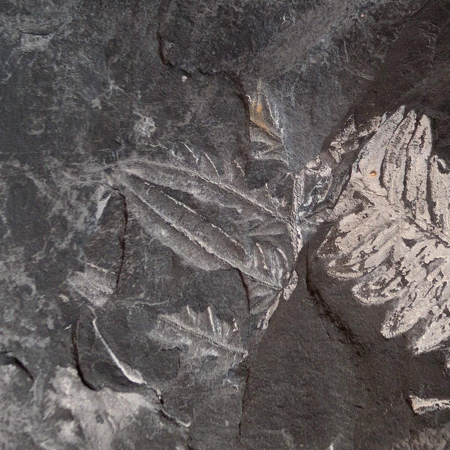 Large Fern Fossil Plate with 5+ species