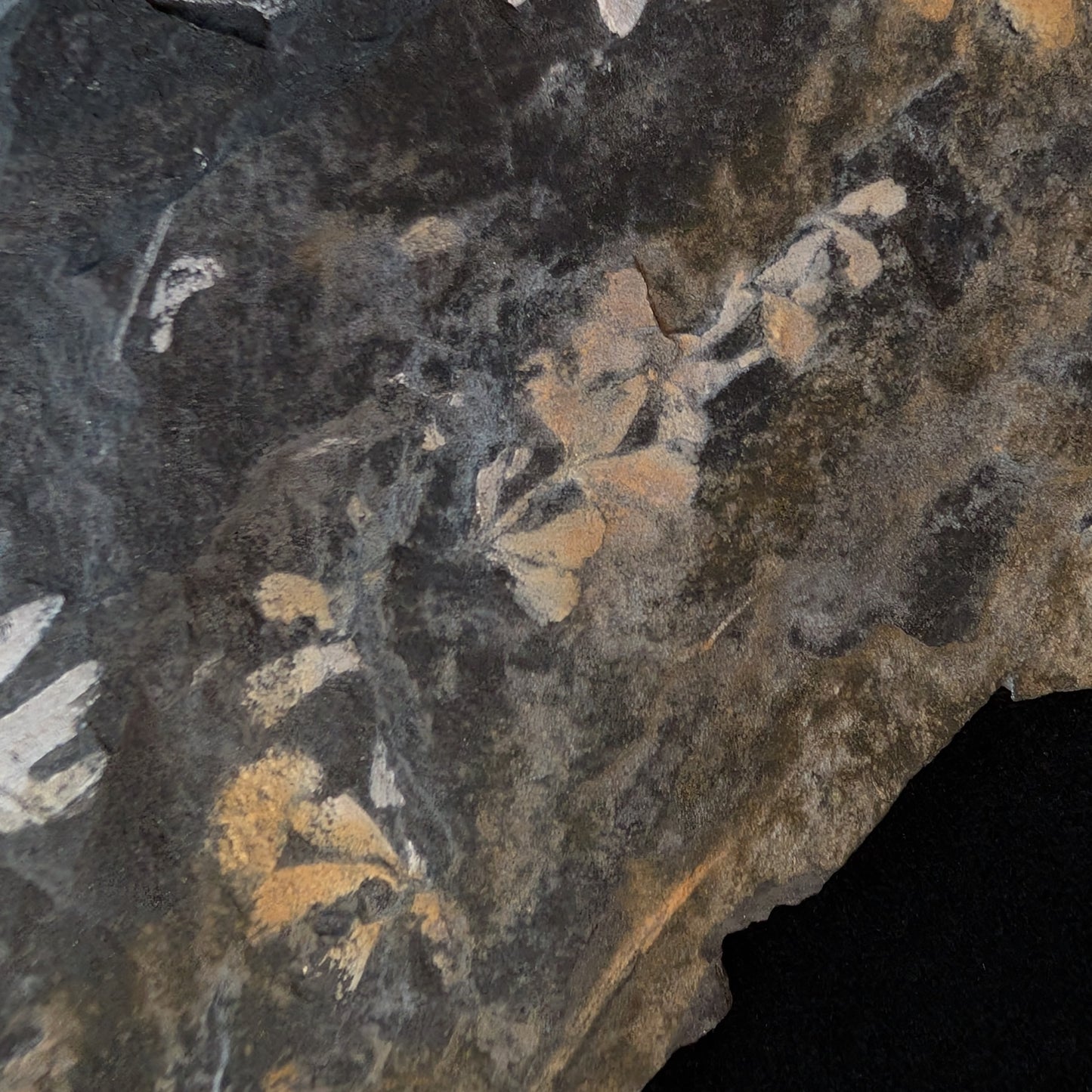 Large Fern Fossil Plate with 5+ species