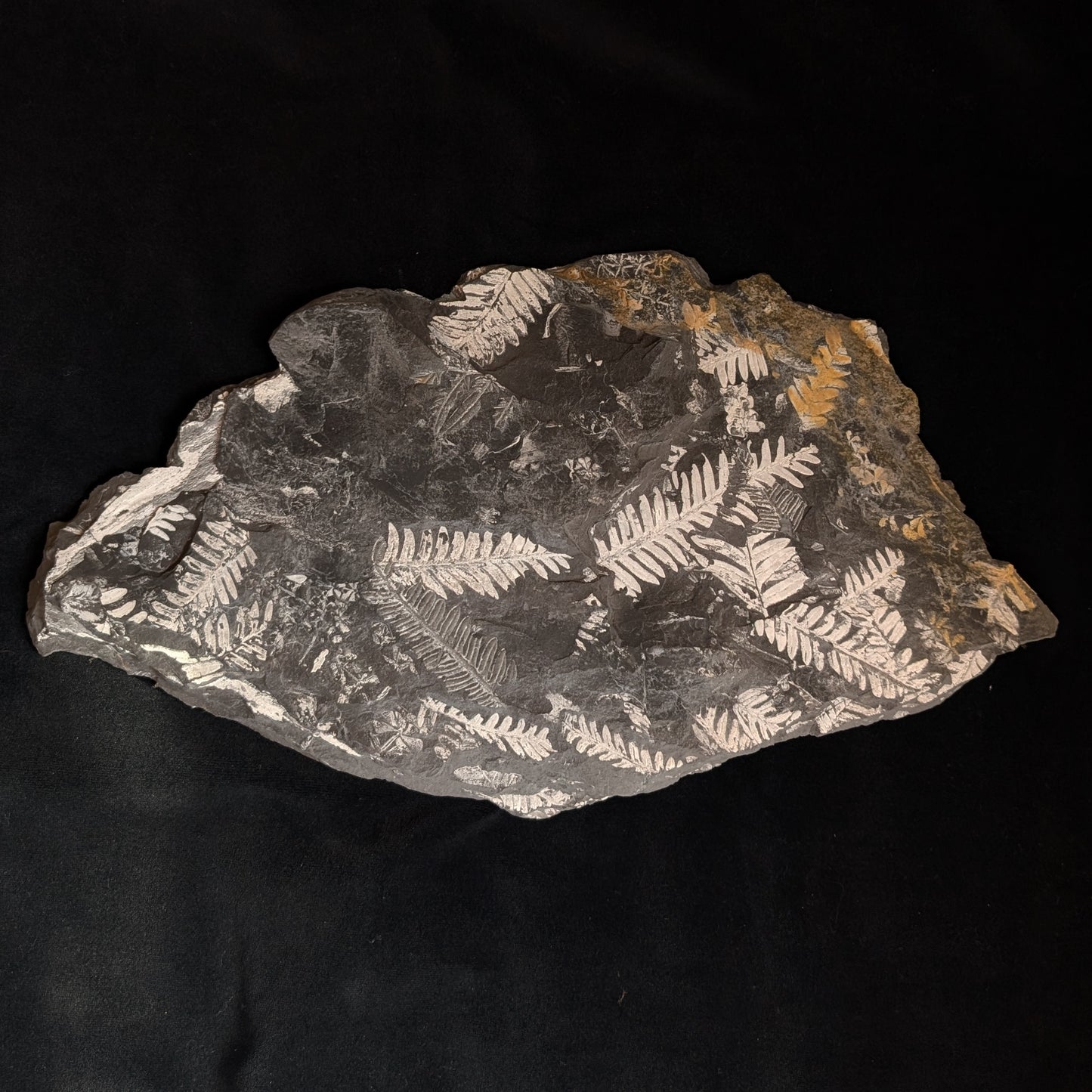 Large Fern Fossil Plate with 5+ species