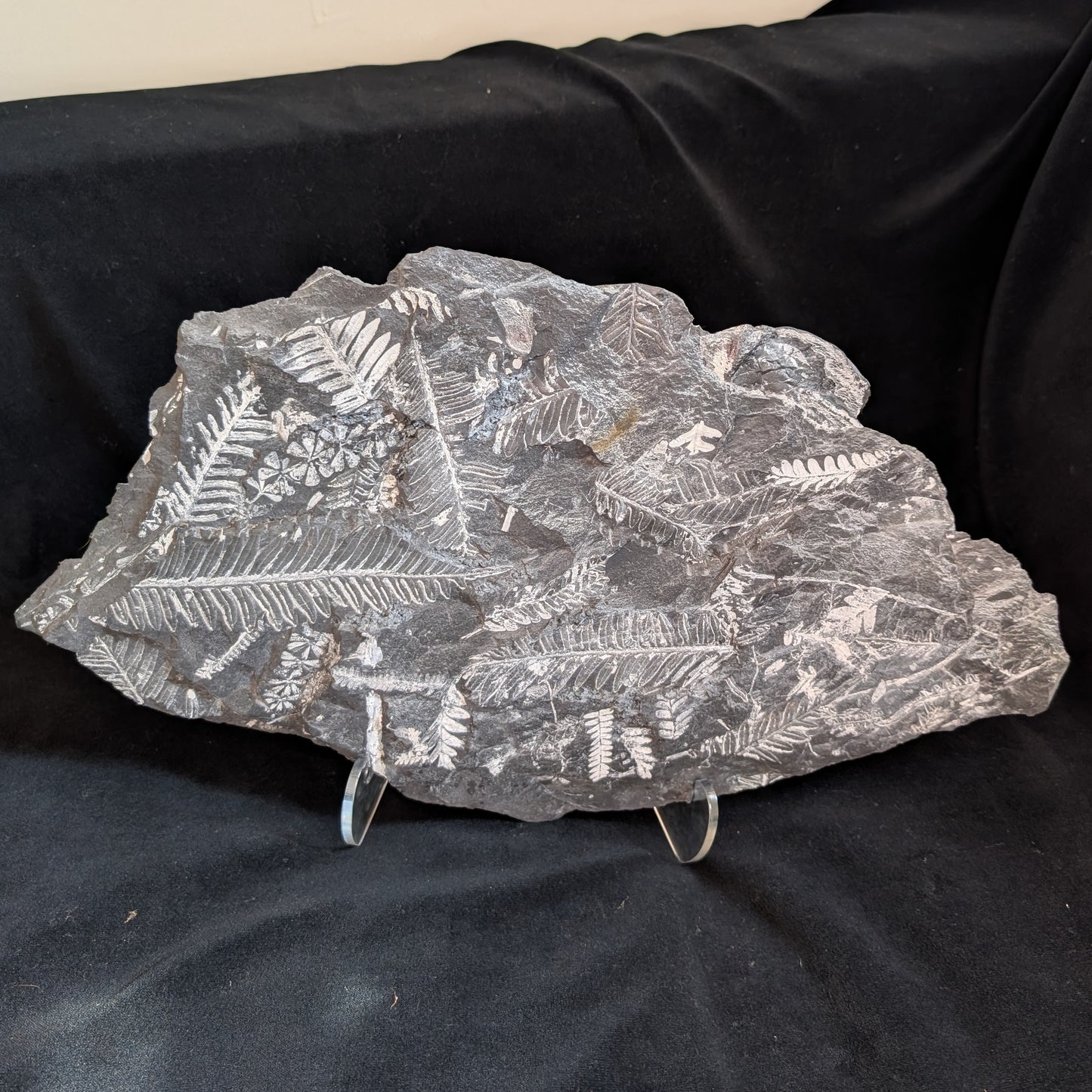 Large Fern Fossil Plate with 5+ species