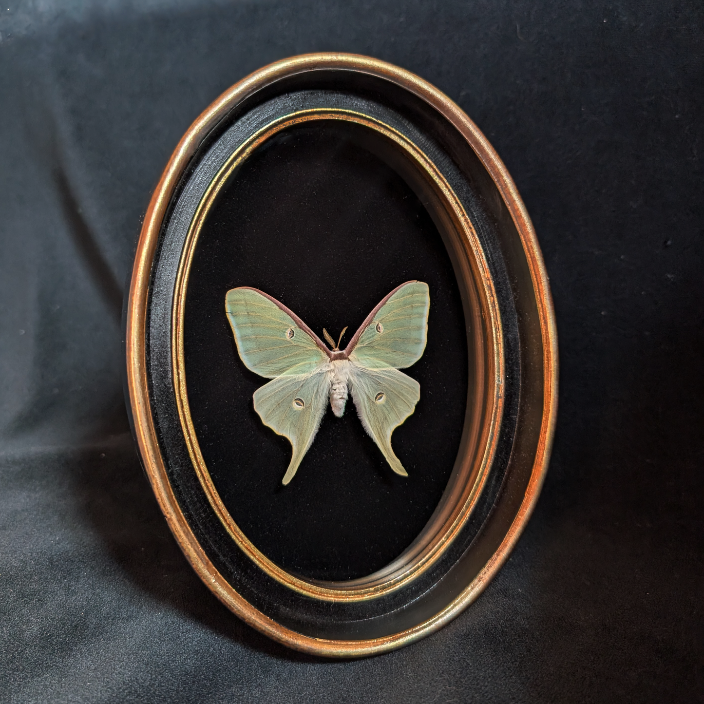 Luna Moth in Oval Frame