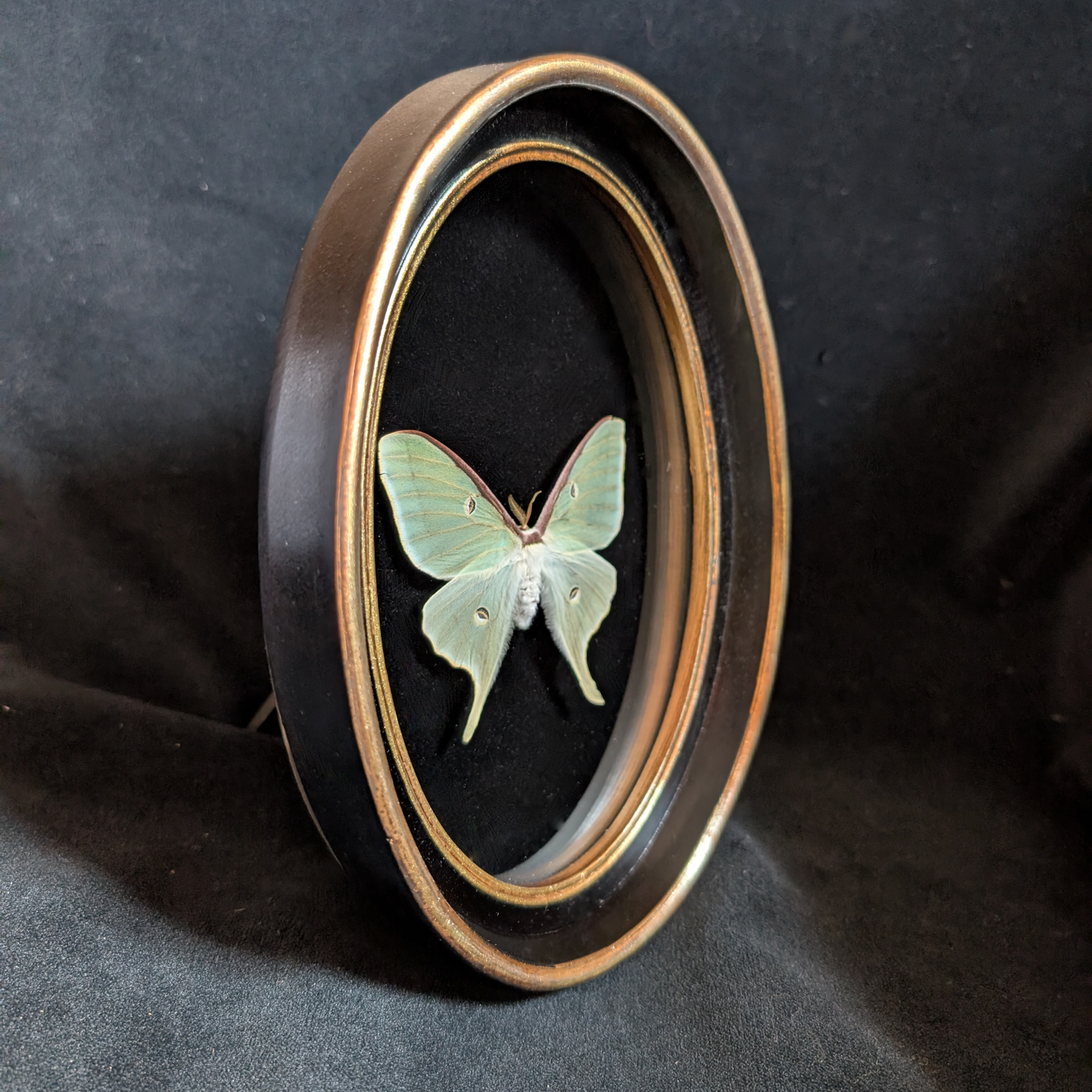 Luna Moth in Oval Frame