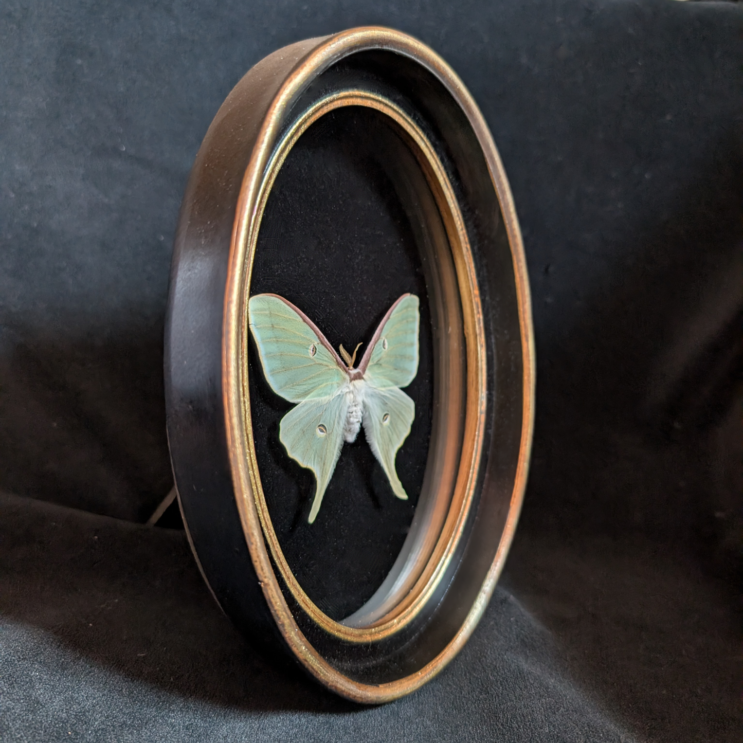 Luna Moth in Oval Frame