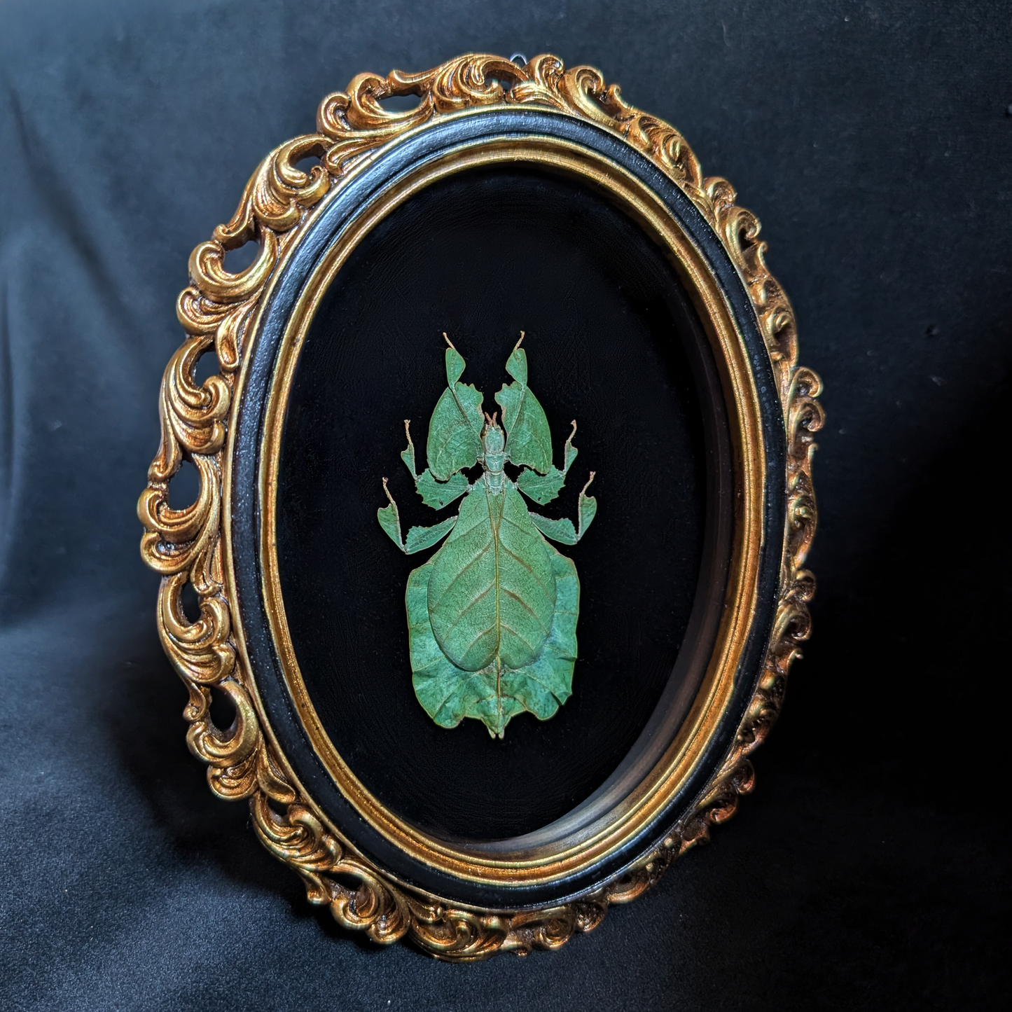 Real Leaf Insect in Ornate Oval Frame