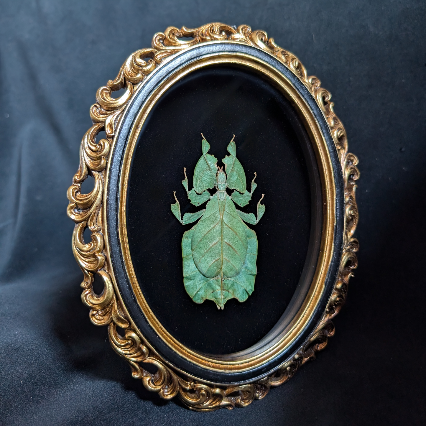 Real Leaf Insect in Ornate Oval Frame