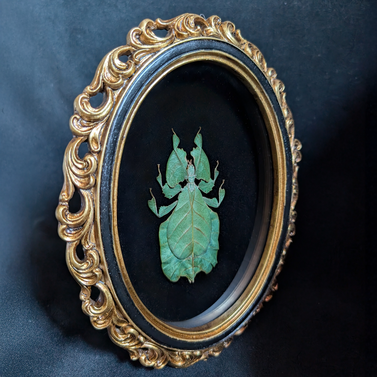 Esoteric Insect Real Leaf Insect in Ornate Oval Frame – Esoterica