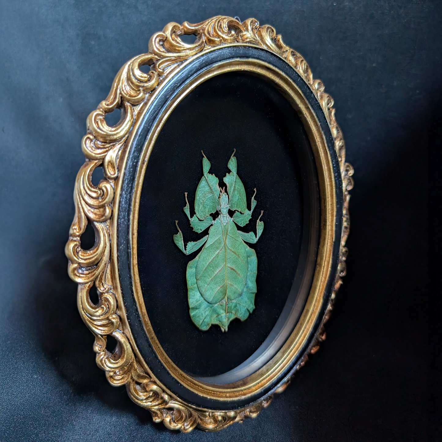 Real Leaf Insect in Ornate Oval Frame