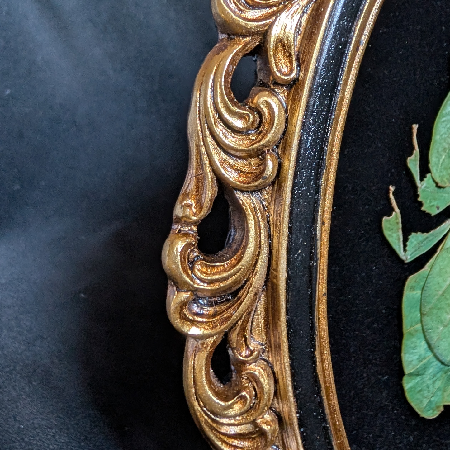 Real Leaf Insect in Ornate Oval Frame