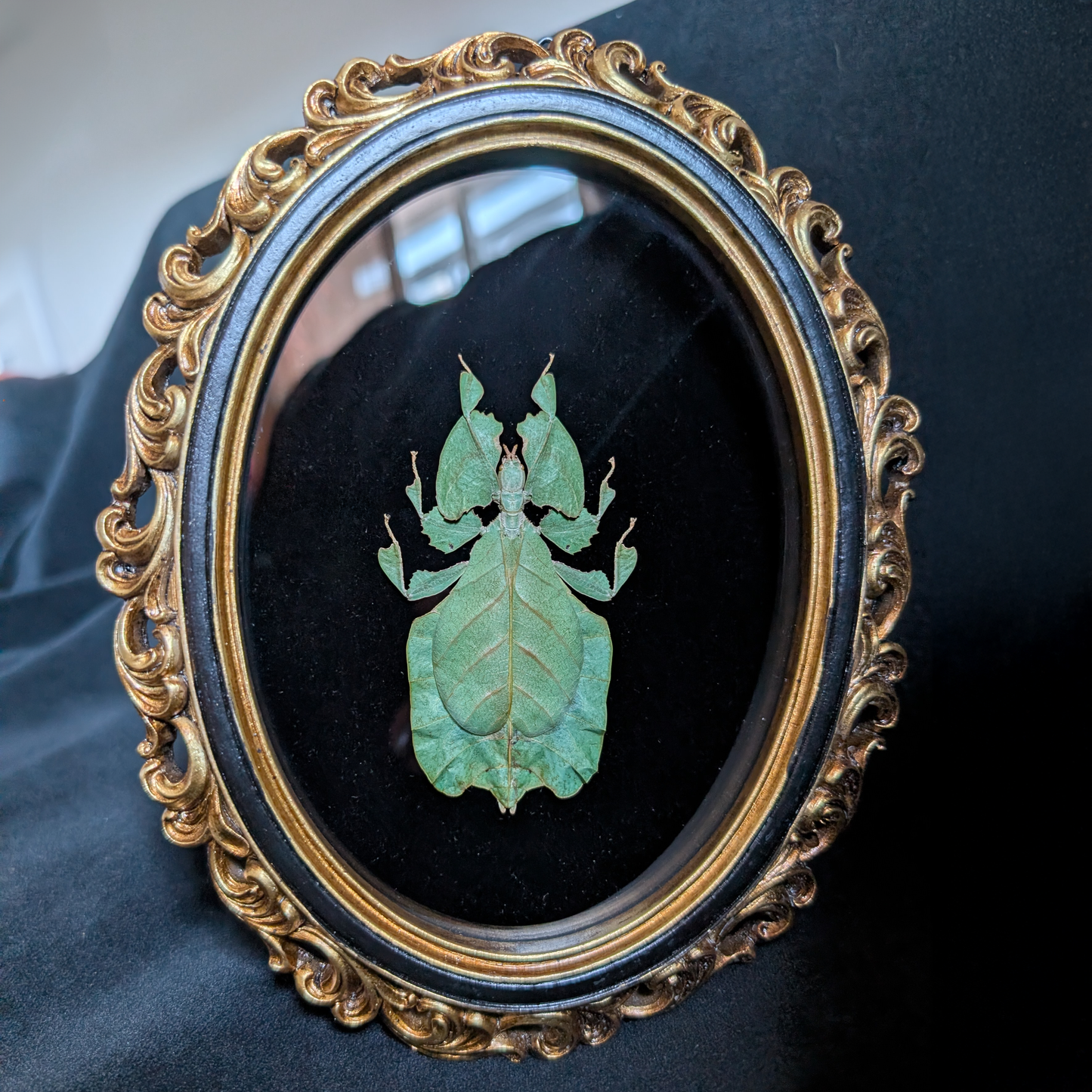Real Leaf Insect in Ornate Oval Frame