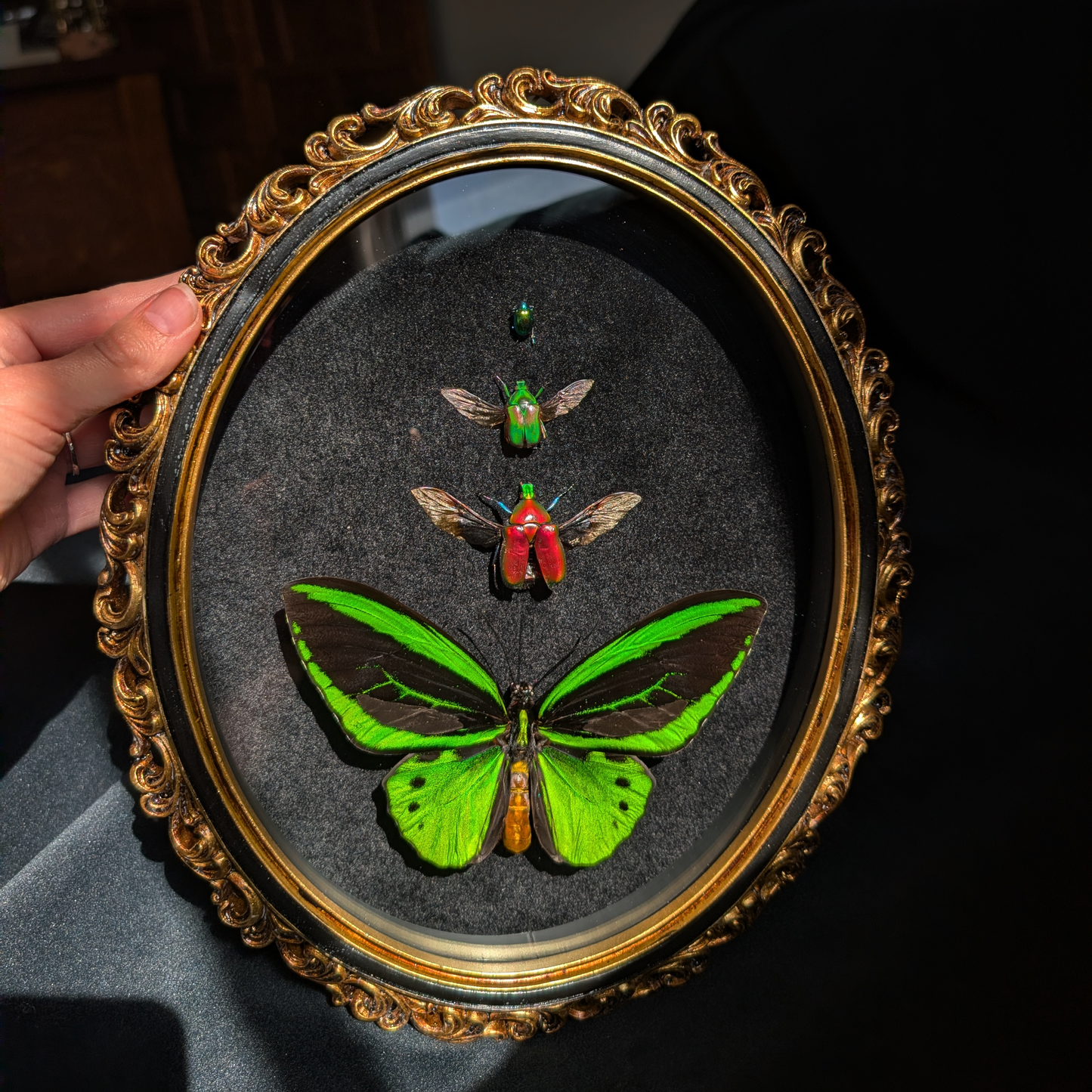 "The Ascent" - Ornithoptera & Beetles in Oval Frame