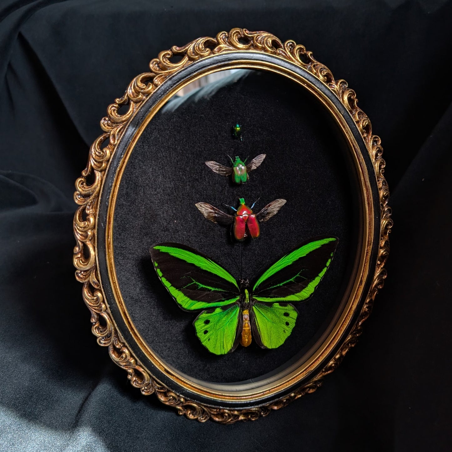 "The Ascent" - Ornithoptera & Beetles in Oval Frame