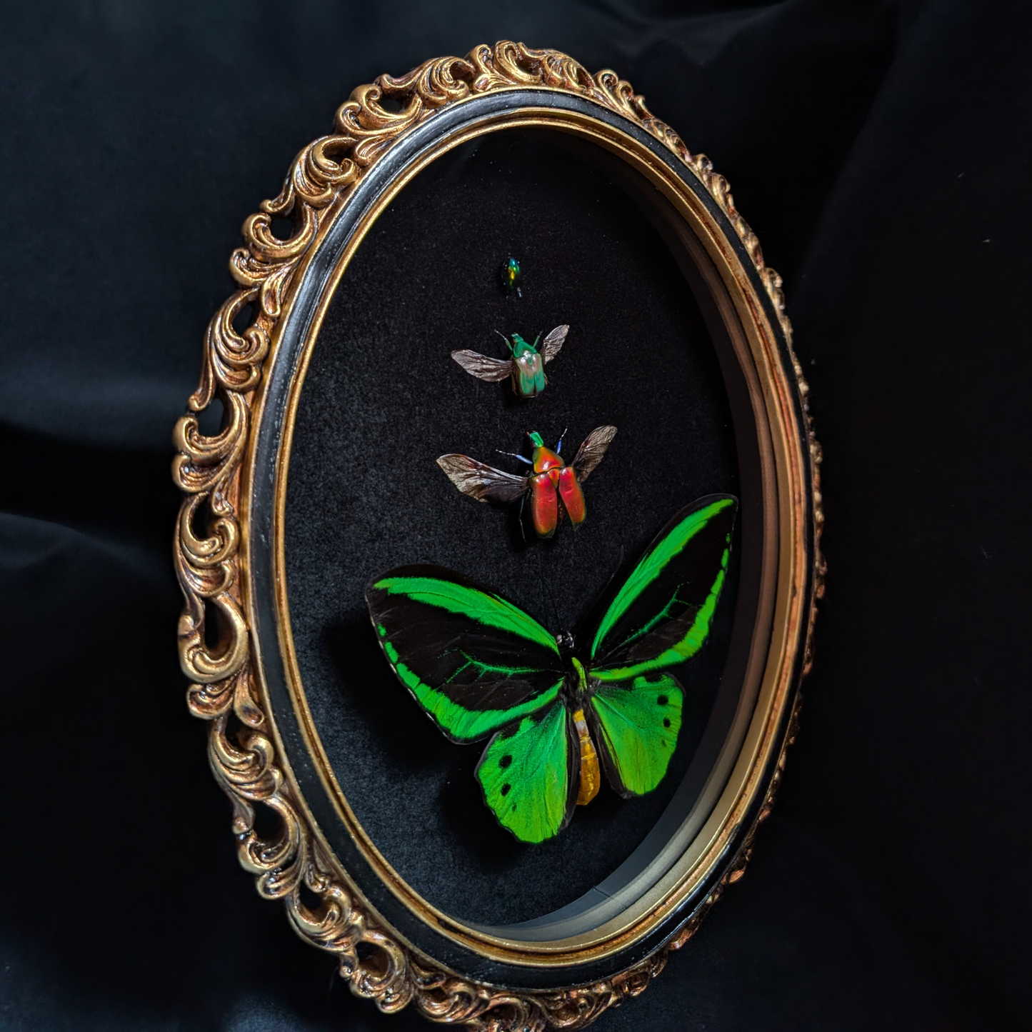 "The Ascent" - Ornithoptera & Beetles in Oval Frame