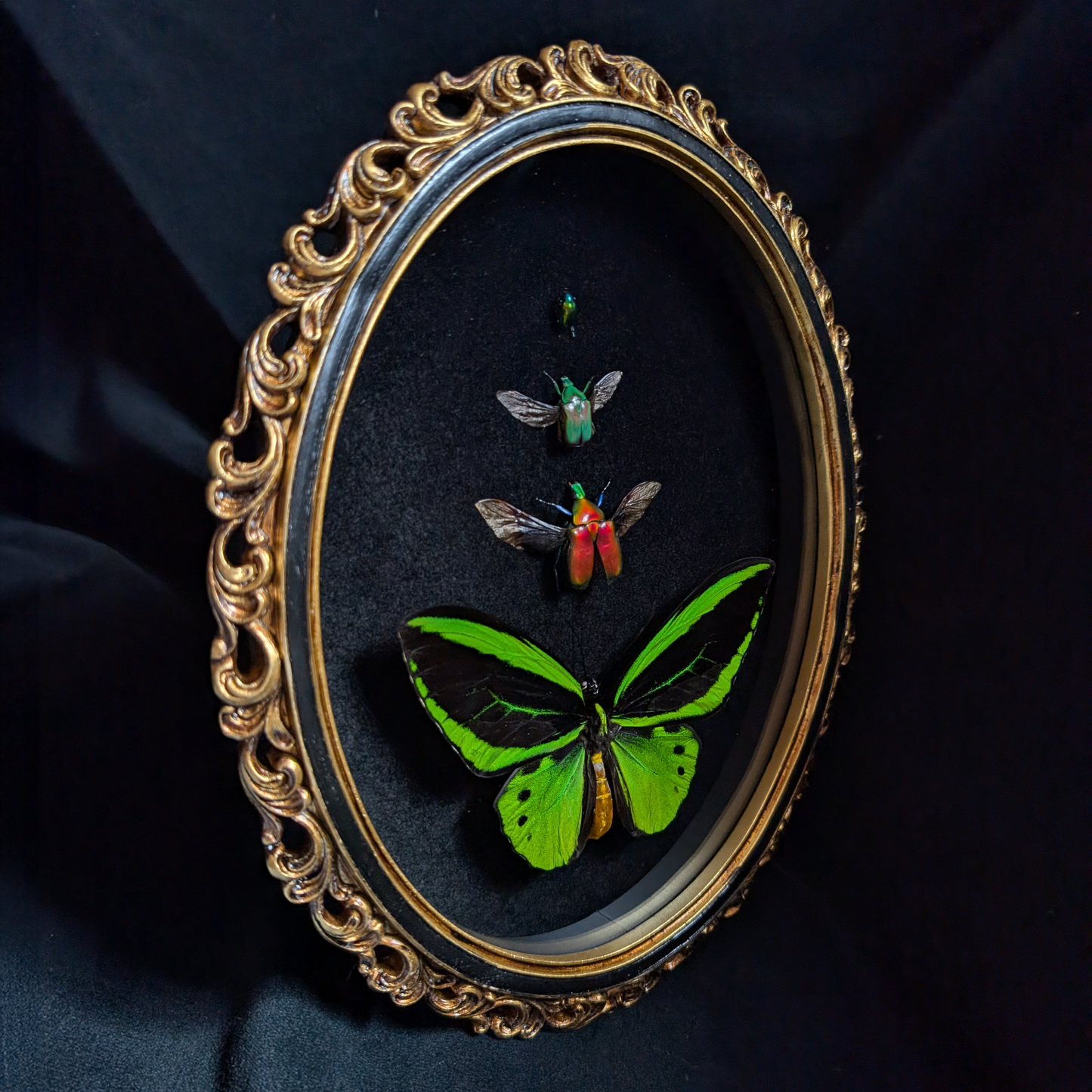 "The Ascent" - Ornithoptera & Beetles in Oval Frame