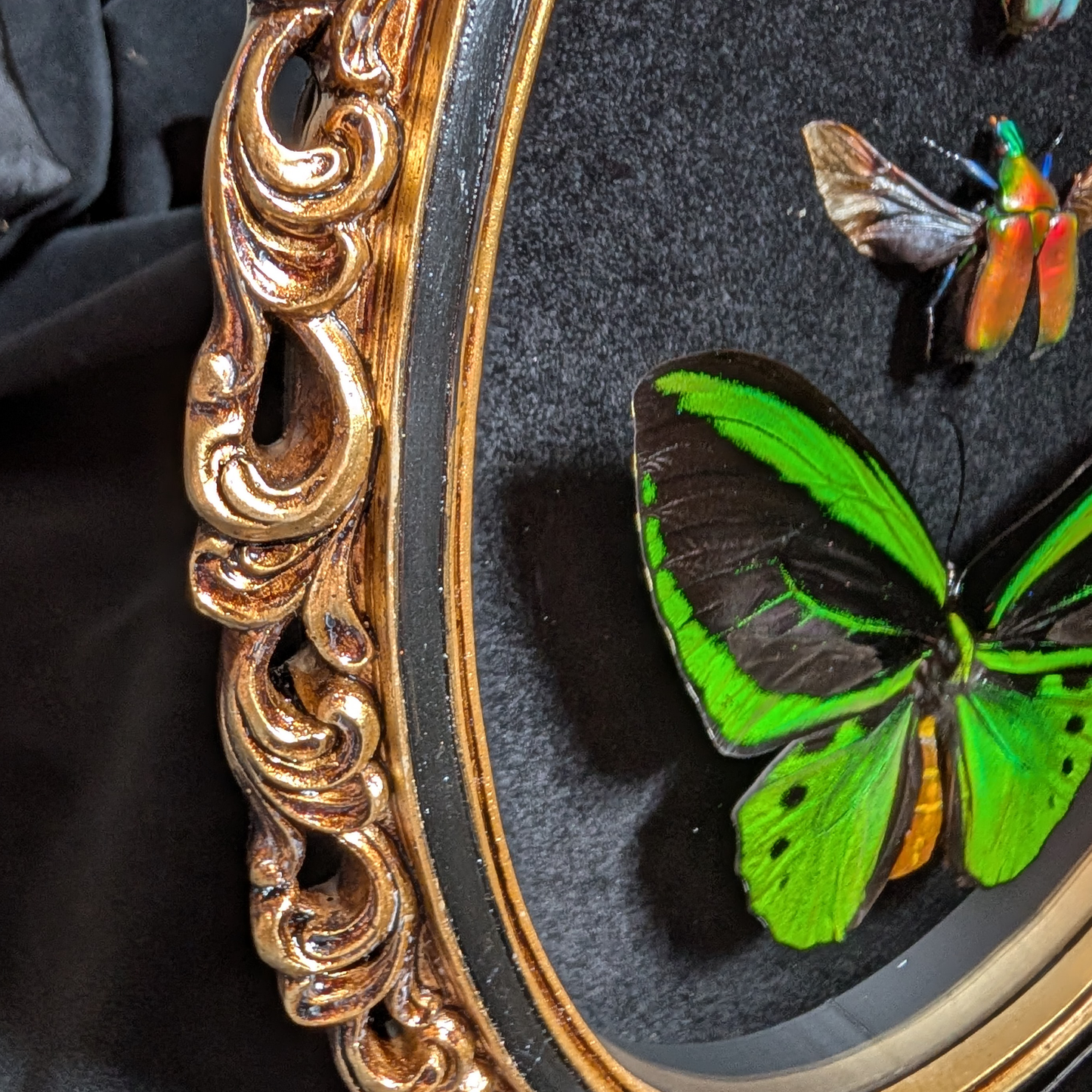 "The Ascent" - Ornithoptera & Beetles in Oval Frame