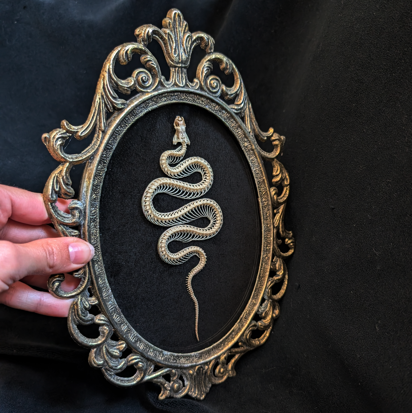 Snake skeleton in Antique Frame