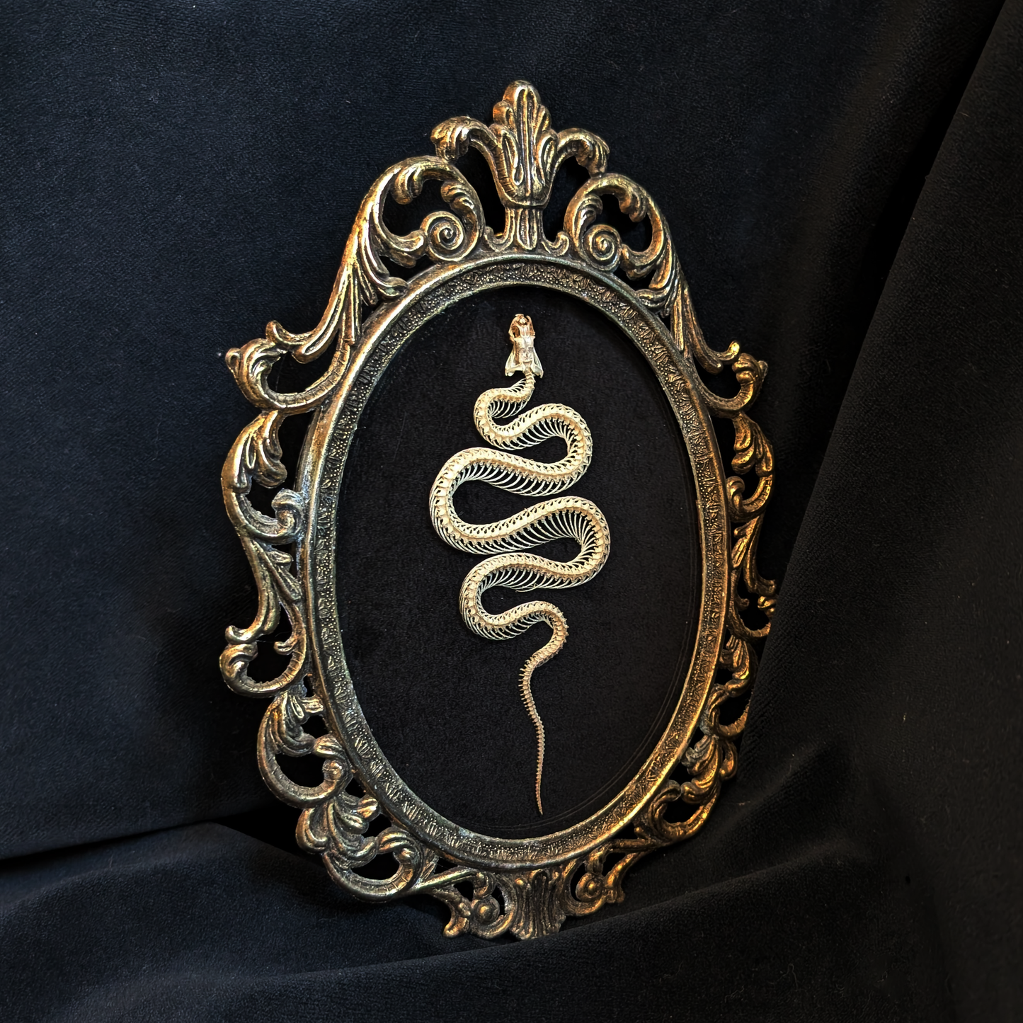 Snake skeleton in Antique Frame
