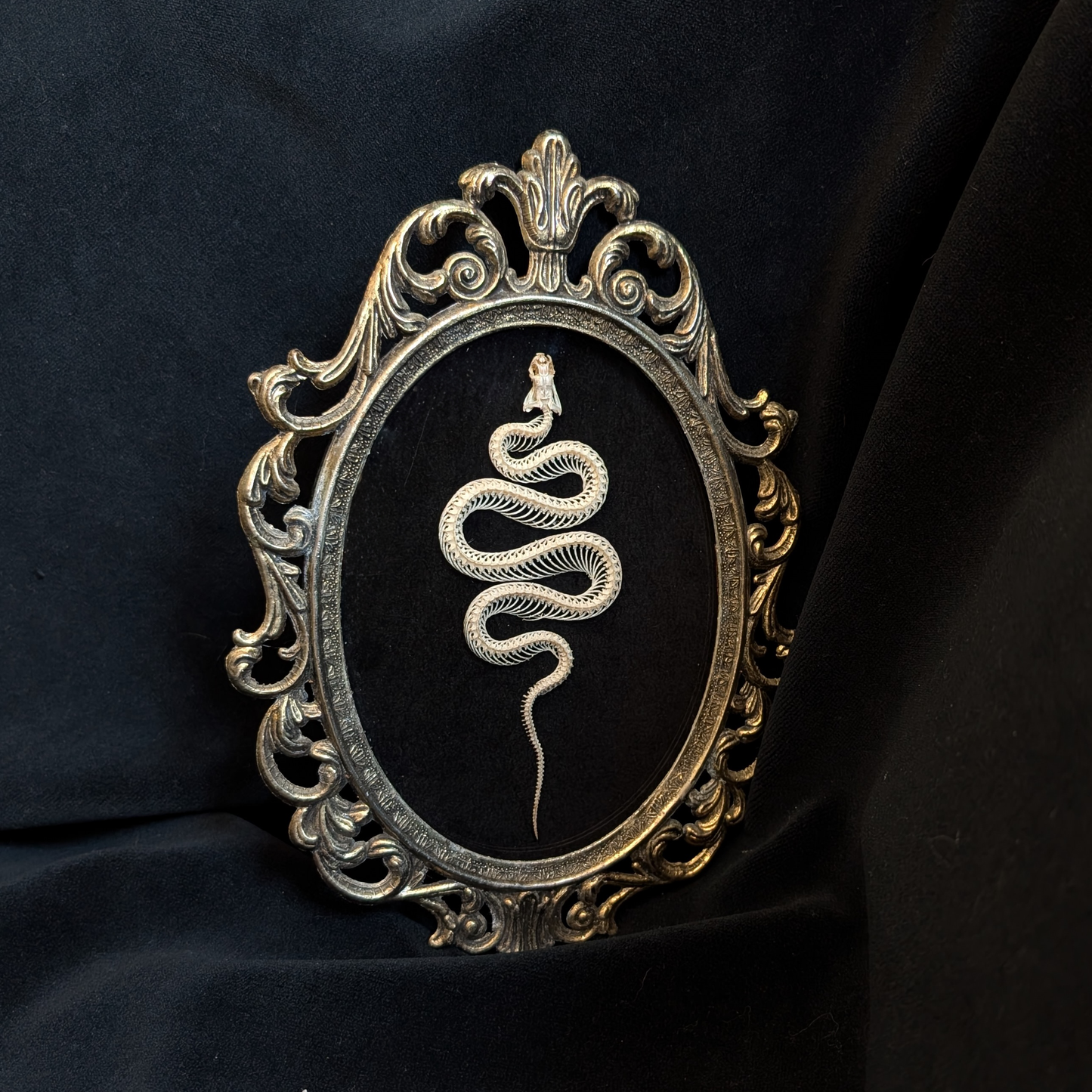 Snake skeleton in Antique Frame