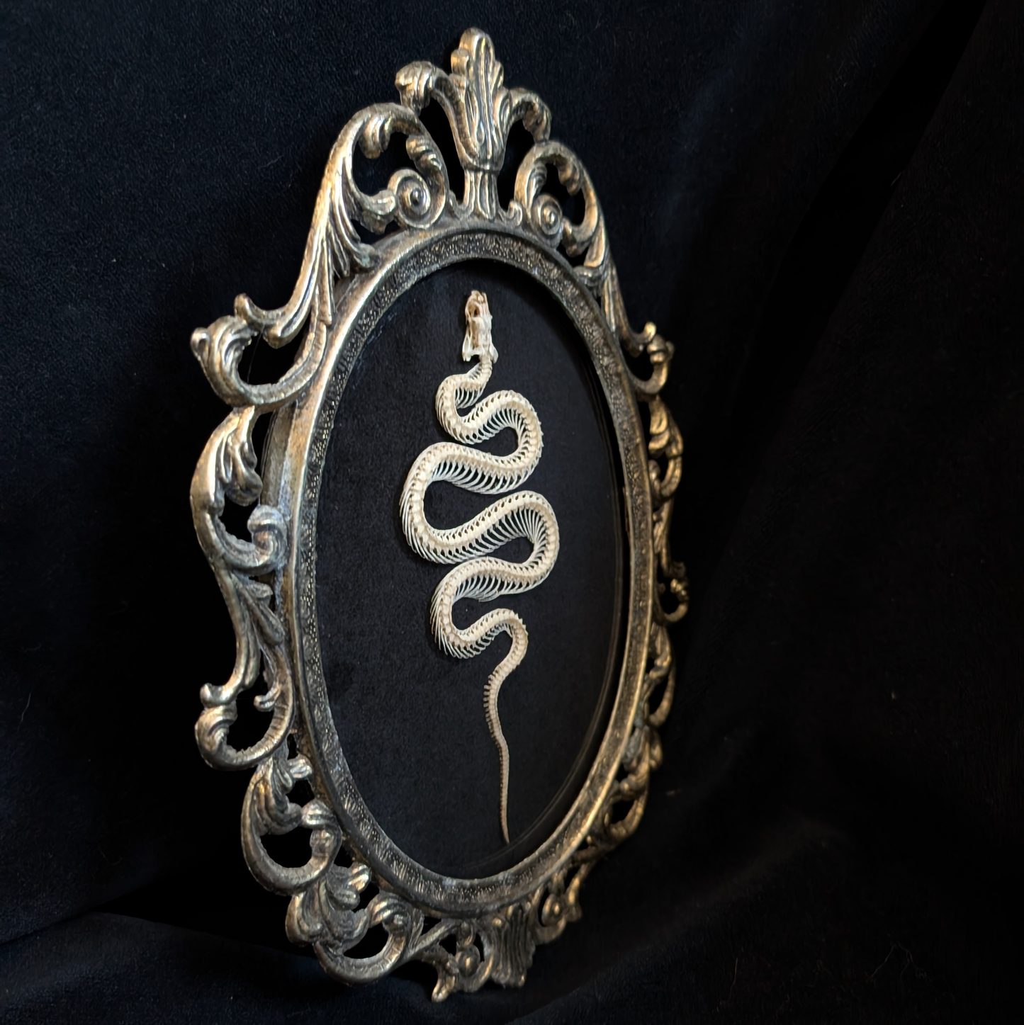 Snake skeleton in Antique Frame