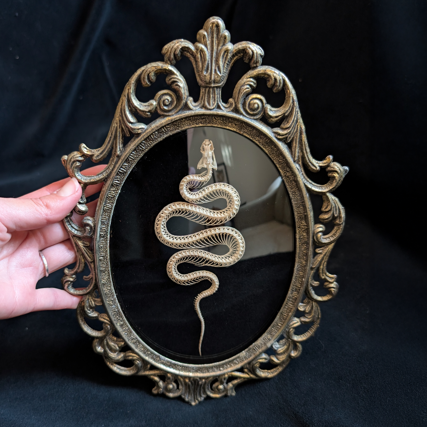 Snake skeleton in Antique Frame
