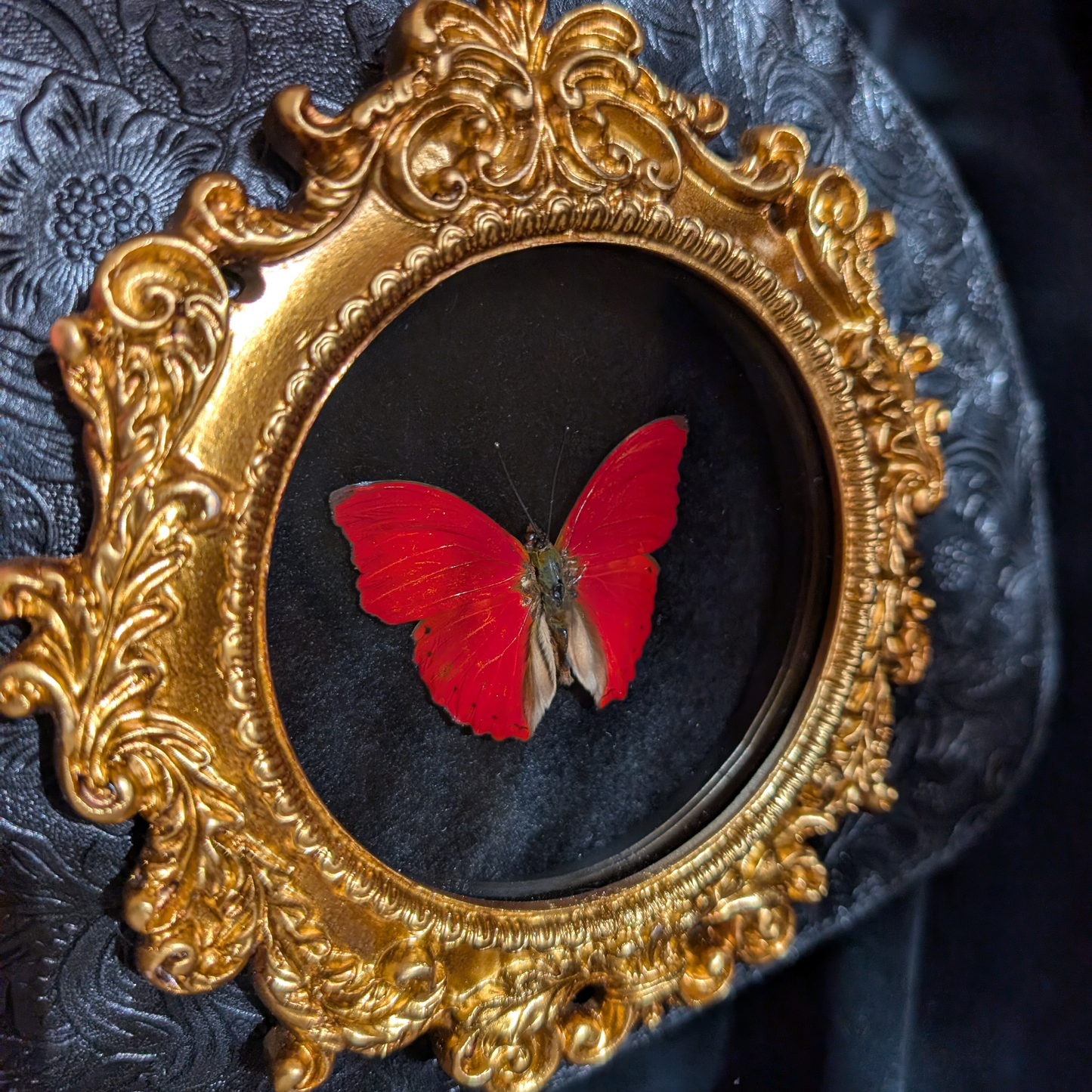 Real Butterfly Handbag - "Blood-Red Glider"
