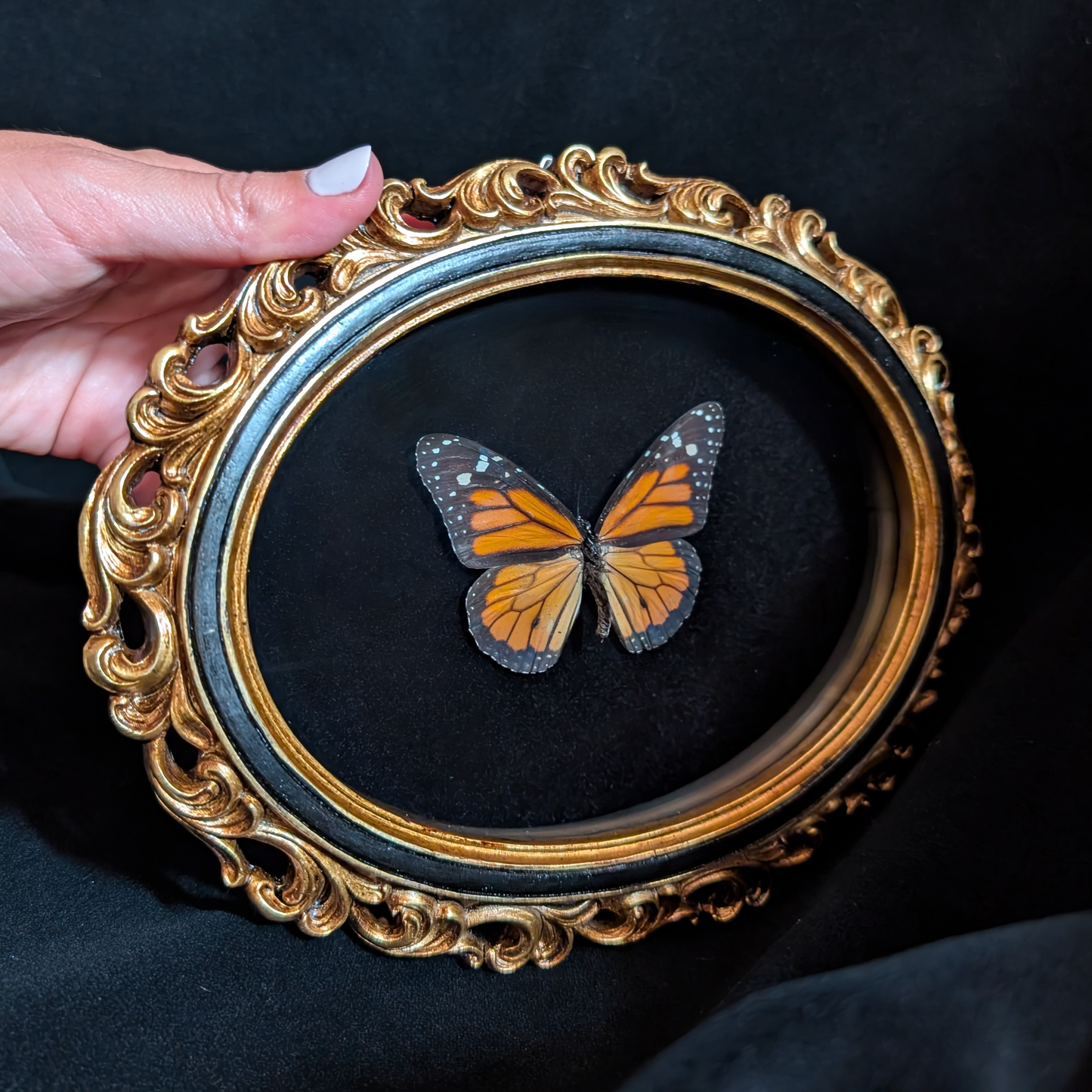 Monarch Butterfly in Ornate Oval Frame