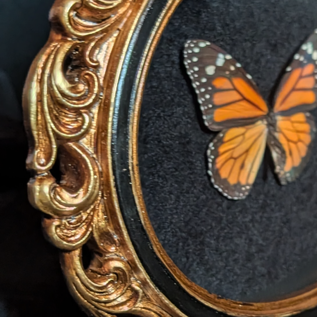 Monarch Butterfly in Ornate Oval Frame
