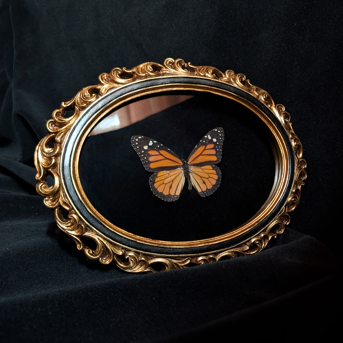 Monarch Butterfly in Ornate Oval Frame