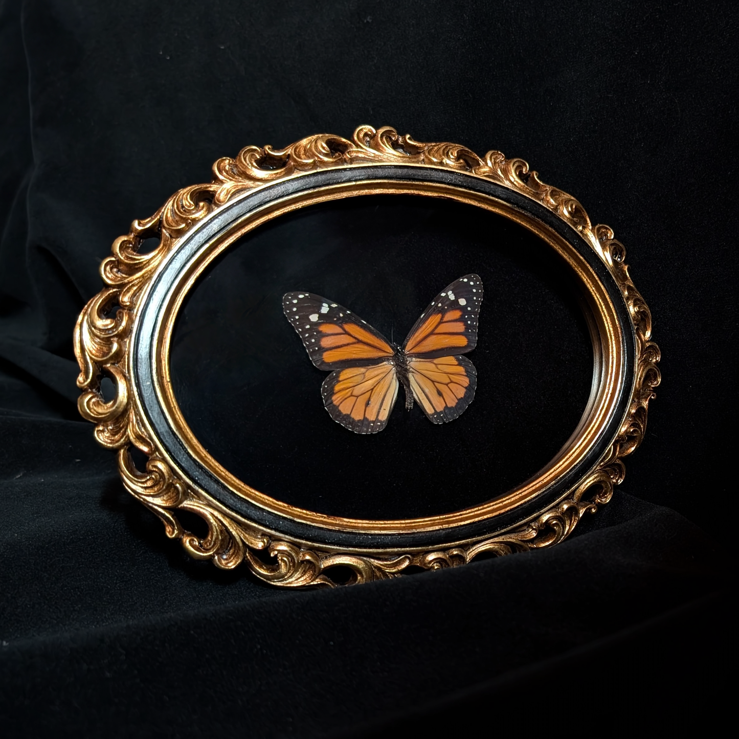 Monarch Butterfly in Ornate Oval Frame