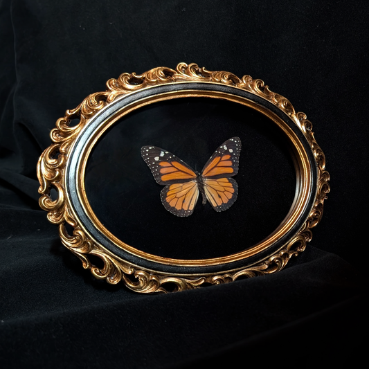 Monarch Butterfly in Ornate Oval Frame