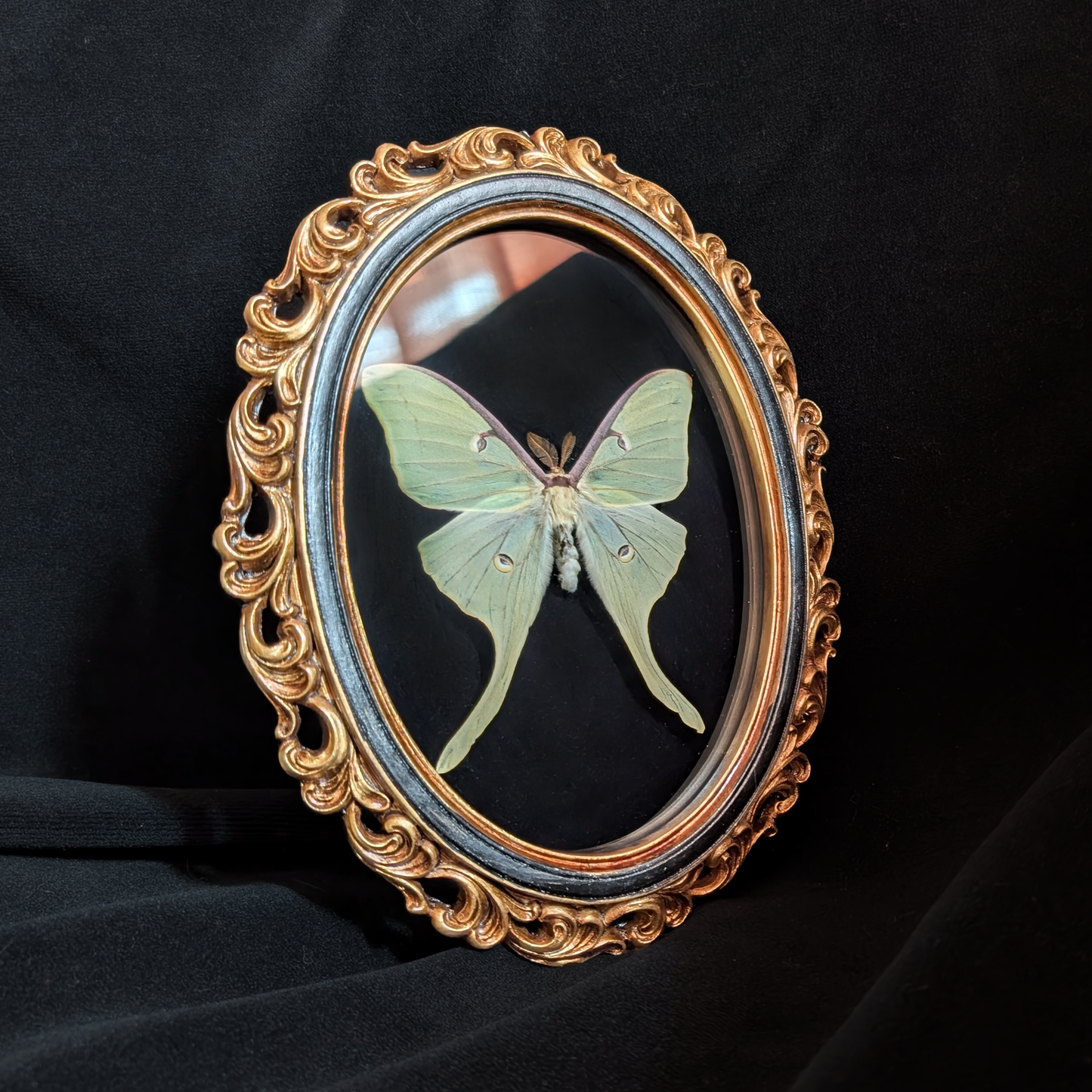 Luna Moth in Ornate Oval Frame