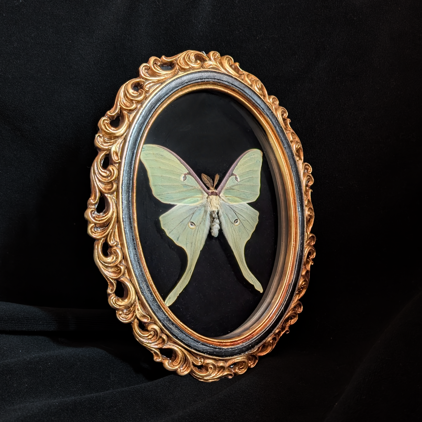 Luna Moth in Ornate Oval Frame
