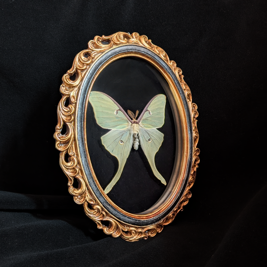 Luna Moth in Ornate Oval Frame