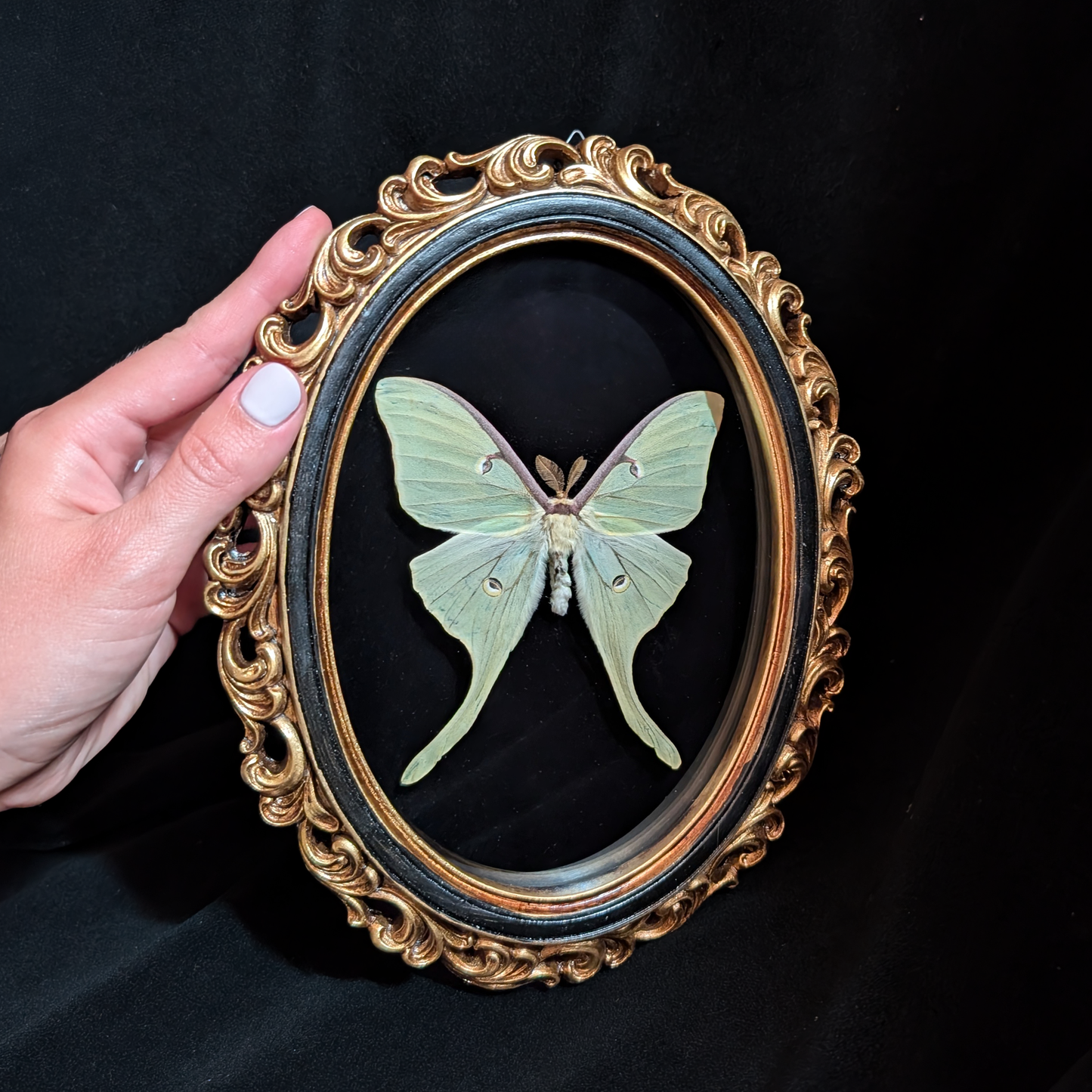Luna Moth in Ornate Oval Frame