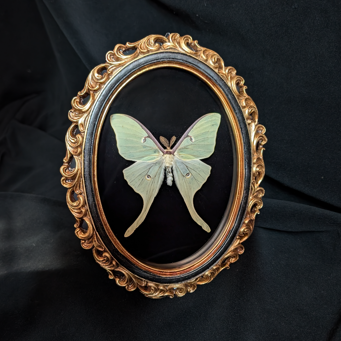 Luna Moth in Ornate Oval Frame