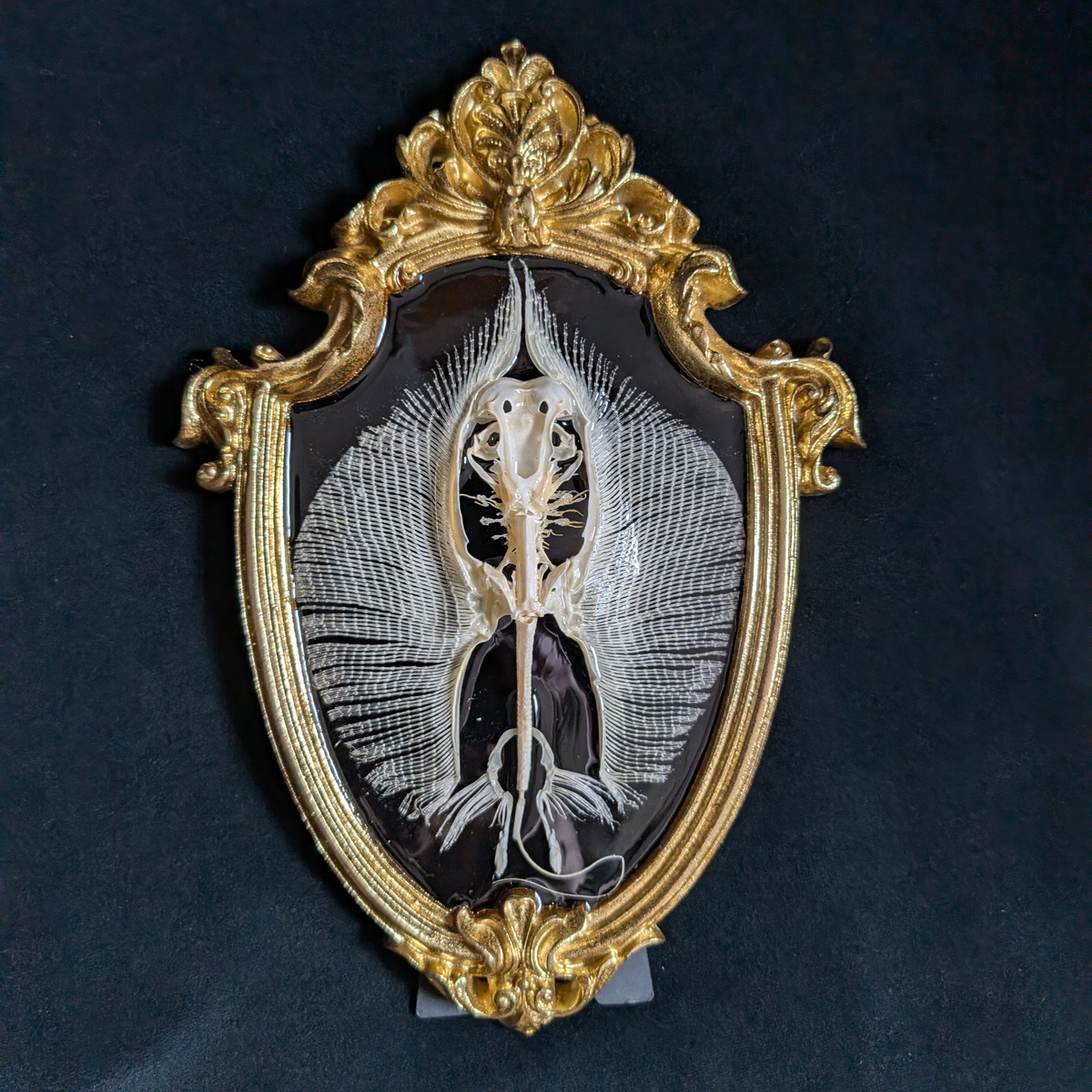Stingray Skeleton in Oval Frame