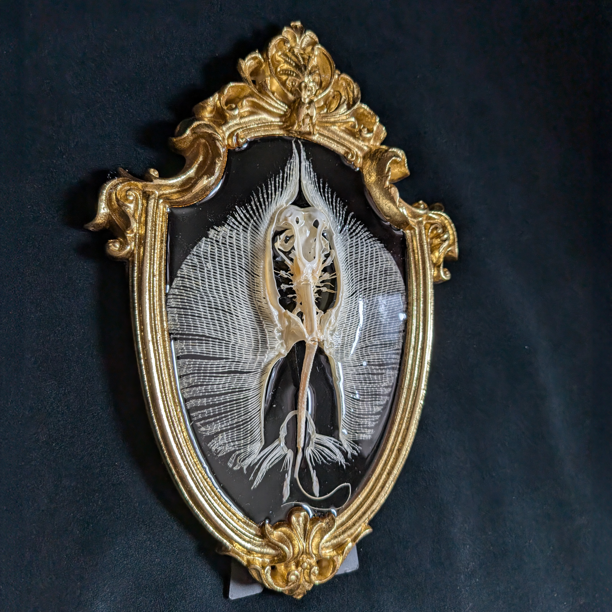 Stingray Skeleton in Oval Frame