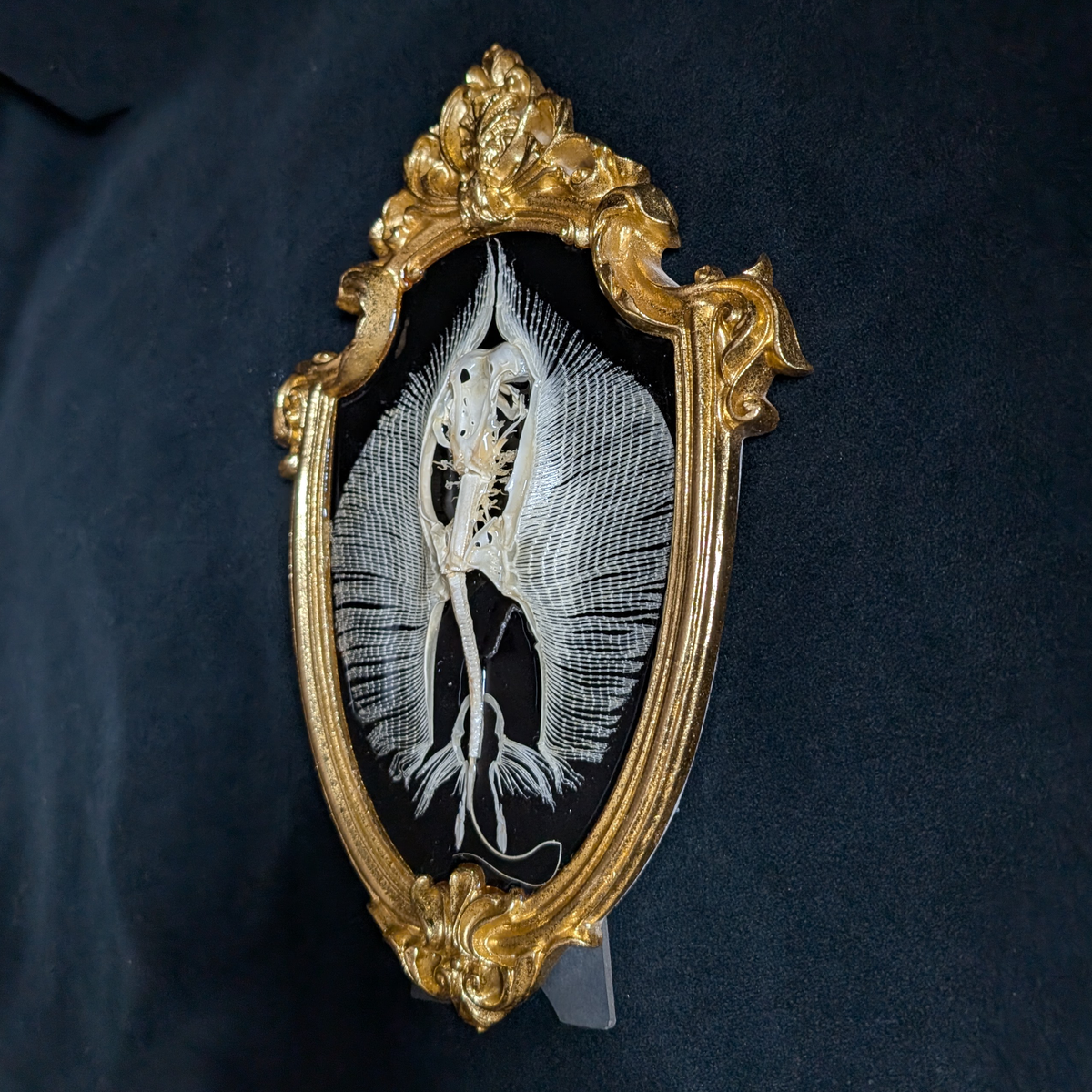 Stingray Skeleton in Oval Frame