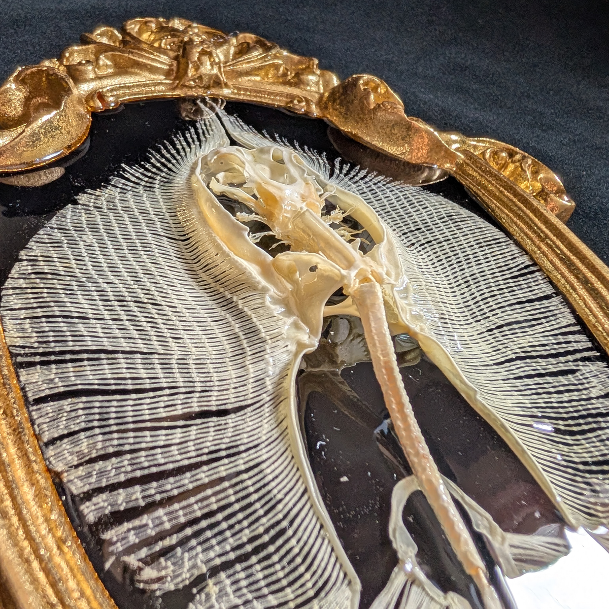 Stingray Skeleton in Oval Frame
