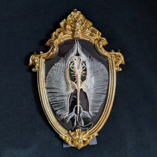 Stingray Skeleton in Oval Frame