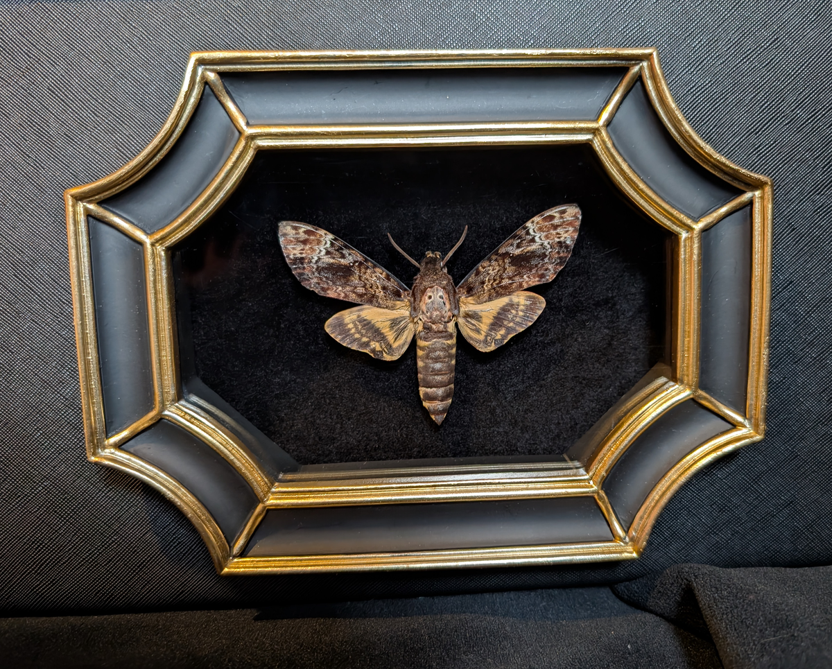 Real Death's Head Moth Handbag - Clarice