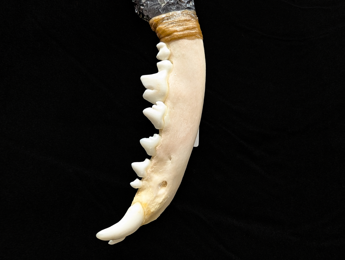 Raccoon Jaw & Obsidian Dagger